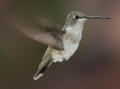 COLIBRI