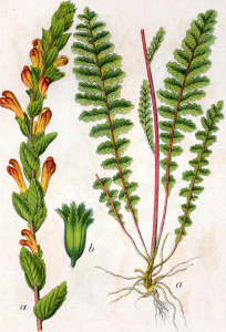 PÉDICULAIRE