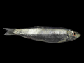 SPRAT