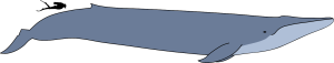 BALEINE