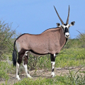 GEMSBOK