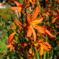 CROCOSMIA