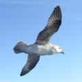 FULMAR