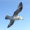 Image Aves