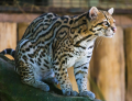 OCELOT