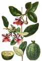 FEIJOA