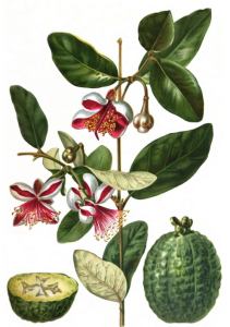 FEIJOA