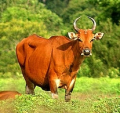 BANTENG