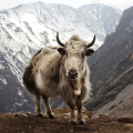 YAK