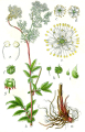 FILIPENDULE