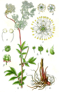 FILIPENDULE