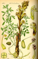 OROBANCHE