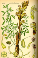 OROBANCHE