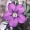 Image Campanulaceae