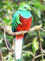 QUETZAL