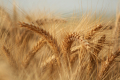 TRITICALE