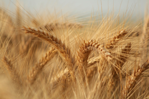 TRITICALE