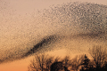 MURMURATION MURMURATION