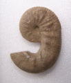 SCAPHITE