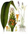 CURCUMA