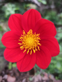 DAHLIA