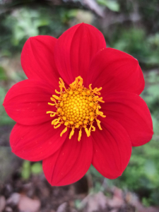 DAHLIA