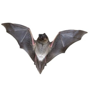 BARBASTELLE