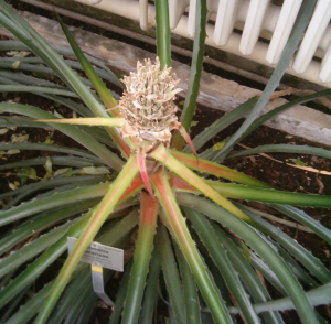 BROMÉLIA