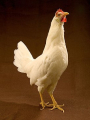 LEGHORN