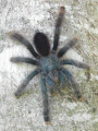 MATOUTOU