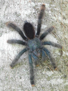 MATOUTOU