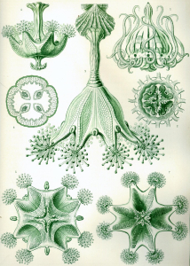 LUCERNAIRE