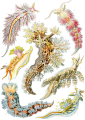 NUDIBRANCHE