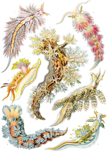 NUDIBRANCHE