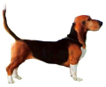 BASSET