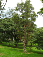 NIAOULI
