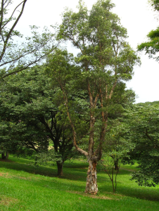 NIAOULI