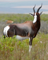 BONTEBOK