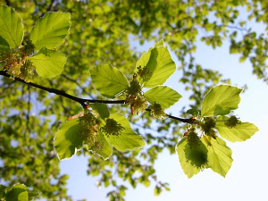 Arbres chéris