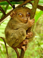 TARSIER