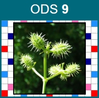 ODS9 - Nouveautés plantes et animaux
