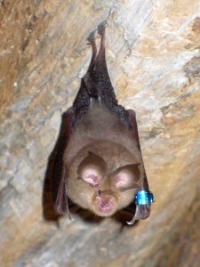 RHINOLOPHE