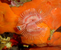 SERPULE