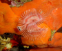 Image serpule