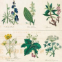 plantes toxiques