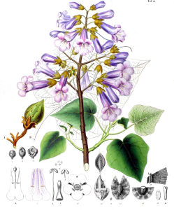 PAULOWNIA