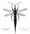 THYSANOPTÈRE