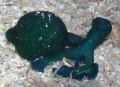 BONELLIE