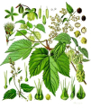 HOUBLON