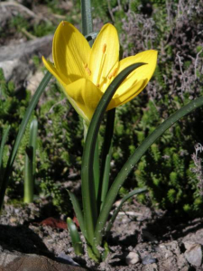 STERNBERGIA